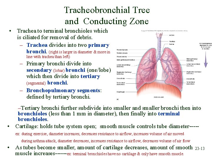 Tracheobronchial Tree and Conducting Zone • Trachea to terminal bronchioles which is ciliated for