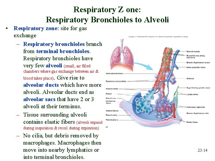 Respiratory Z one: Respiratory Bronchioles to Alveoli • Respiratory zone: site for gas exchange
