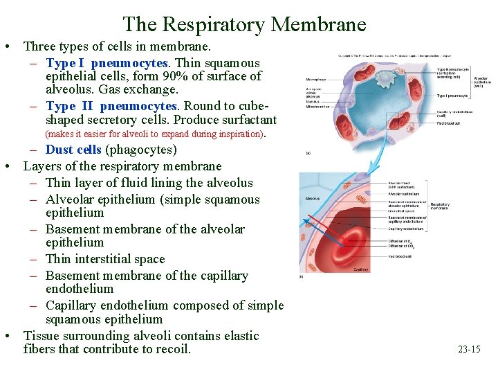The Respiratory Membrane • Three types of cells in membrane. – Type I pneumocytes.