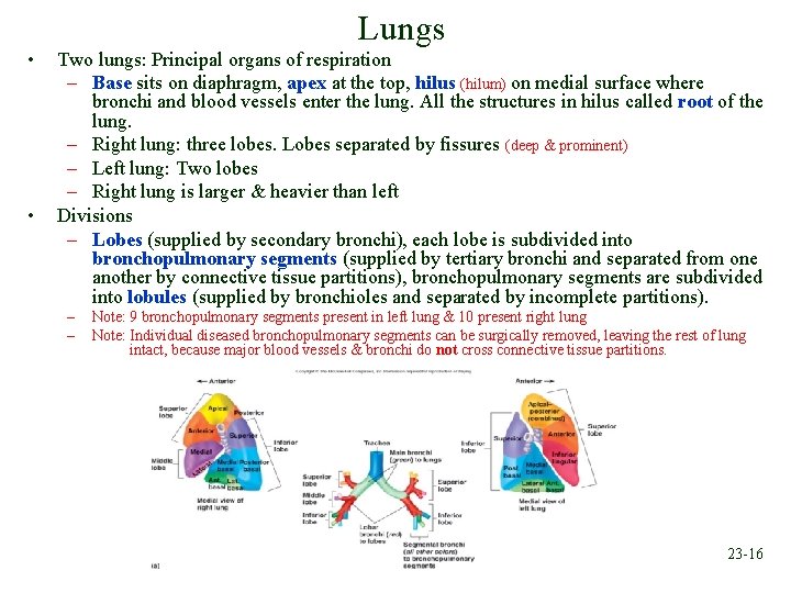 Lungs • • Two lungs: Principal organs of respiration – Base sits on diaphragm,