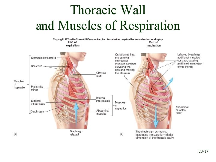 Thoracic Wall and Muscles of Respiration 23 -17 