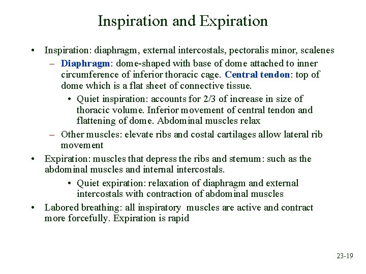 Inspiration and Expiration • Inspiration: diaphragm, external intercostals, pectoralis minor, scalenes – Diaphragm: dome-shaped