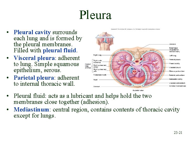 Pleura • Pleural cavity surrounds each lung and is formed by the pleural membranes.