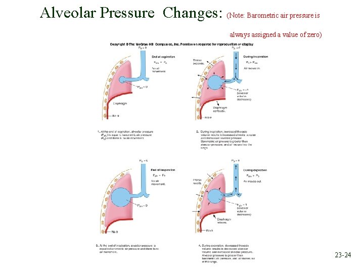 Alveolar Pressure Changes: (Note: Barometric air pressure is always assigned a value of zero)