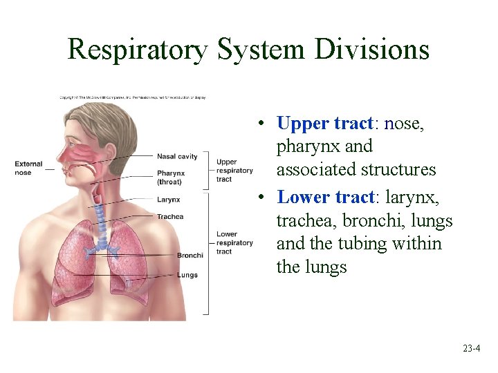 Respiratory System Divisions • Upper tract: nose, pharynx and associated structures • Lower tract: