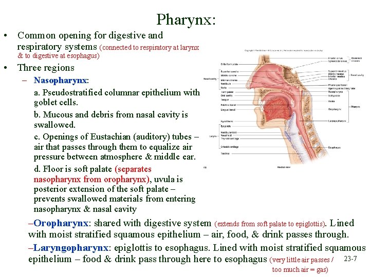 Pharynx: • Common opening for digestive and respiratory systems (connected to respiratory at larynx