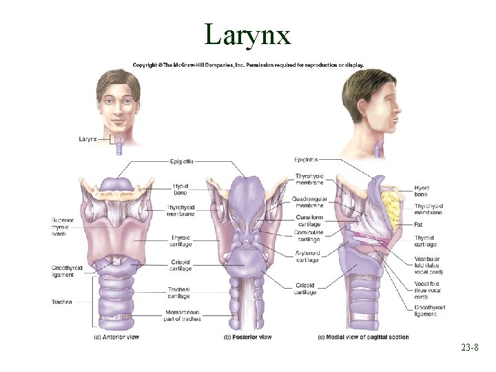 Larynx 23 -8 