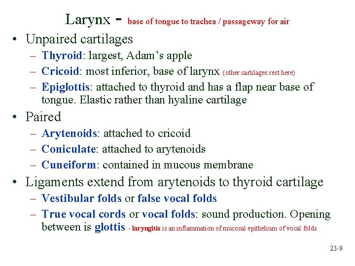 Larynx - base of tongue to trachea / passageway for air • Unpaired cartilages