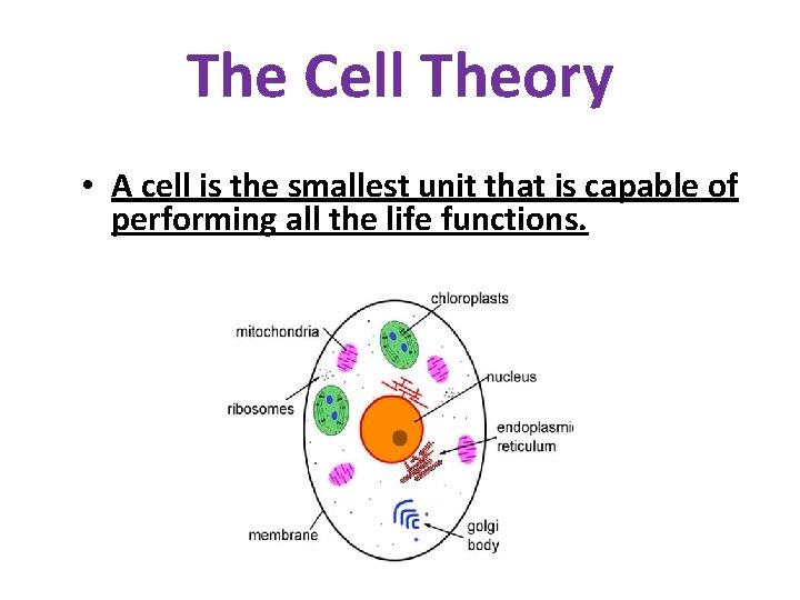 The Cell Theory • A cell is the smallest unit that is capable of