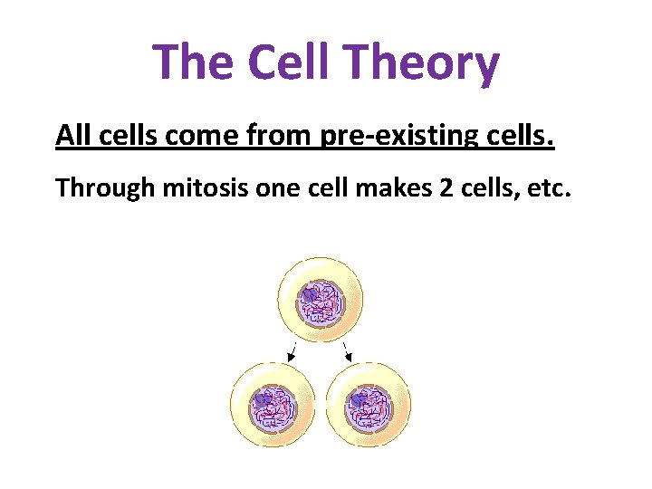 The Cell Theory All cells come from pre-existing cells. Through mitosis one cell makes