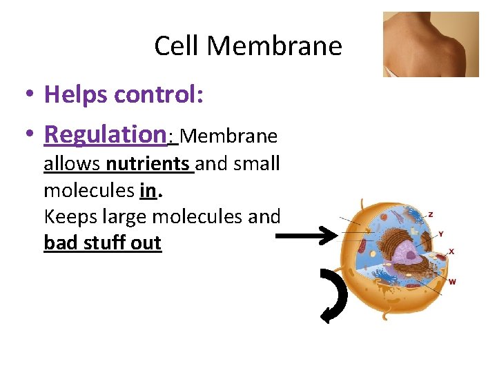 Cell Membrane • Helps control: • Regulation: Membrane allows nutrients and small molecules in.