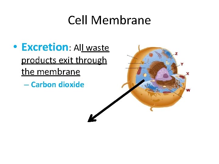 Cell Membrane • Excretion: All waste products exit through the membrane – Carbon dioxide