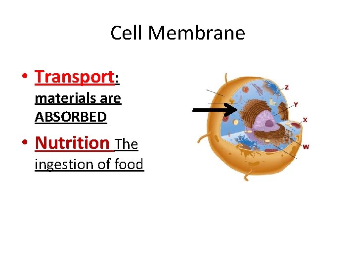 Cell Membrane • Transport: materials are ABSORBED • Nutrition The ingestion of food 