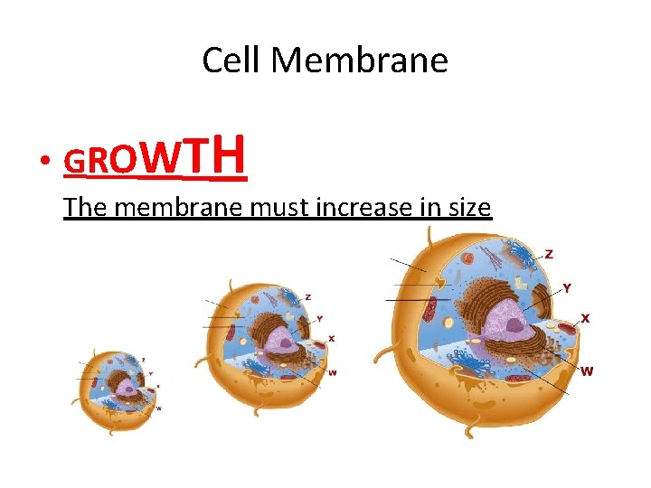 Cell Membrane • GR O W T H The membrane must increase in size