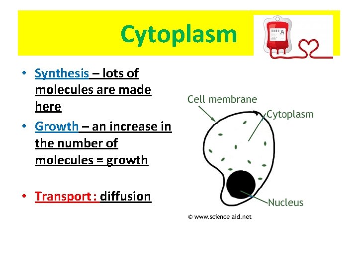 Cytoplasm • Synthesis – lots of molecules are made here • Growth – an