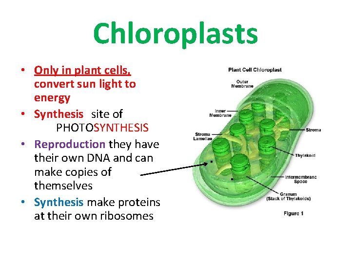 Chloroplasts • Only in plant cells, convert sun light to energy • Synthesis site