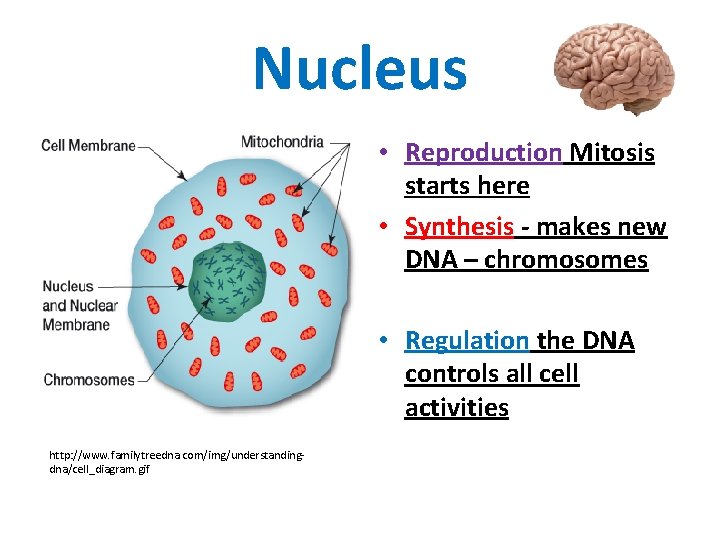 Nucleus • Reproduction Mitosis starts here • Synthesis - makes new DNA – chromosomes