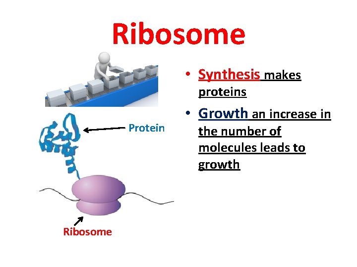 Ribosome • Synthesis makes proteins Protein Ribosome • Growth an increase in the number