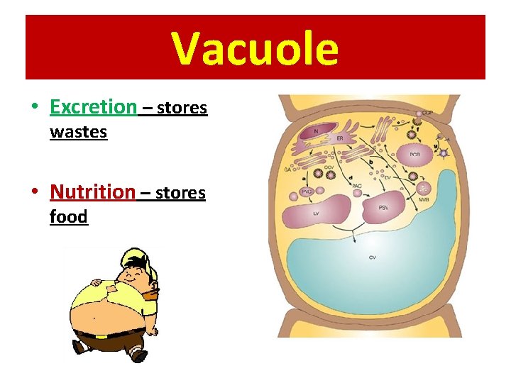 Vacuole • Excretion – stores wastes • Nutrition – stores food 