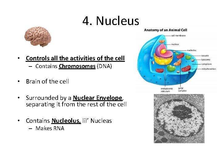 4. Nucleus • Controls all the activities of the cell – Contains Chromosomes (DNA)