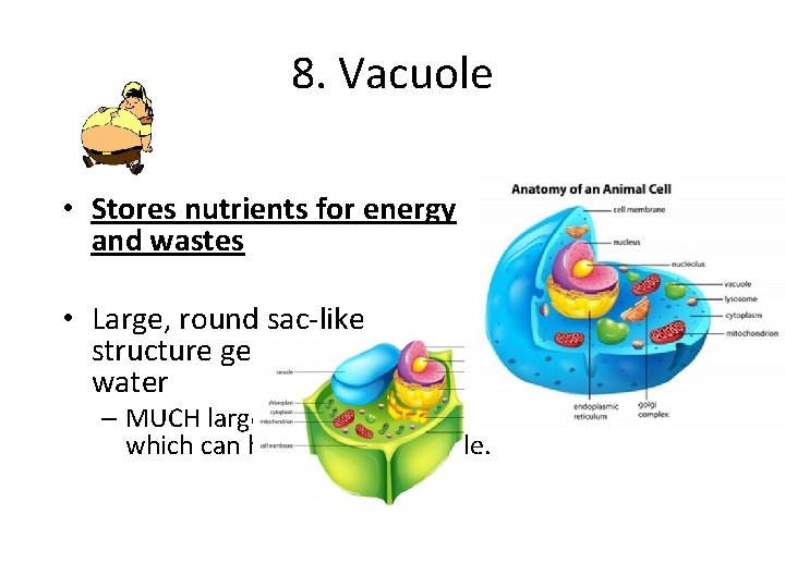 8. Vacuole • Stores nutrients for energy and wastes • Large, round sac-like structure