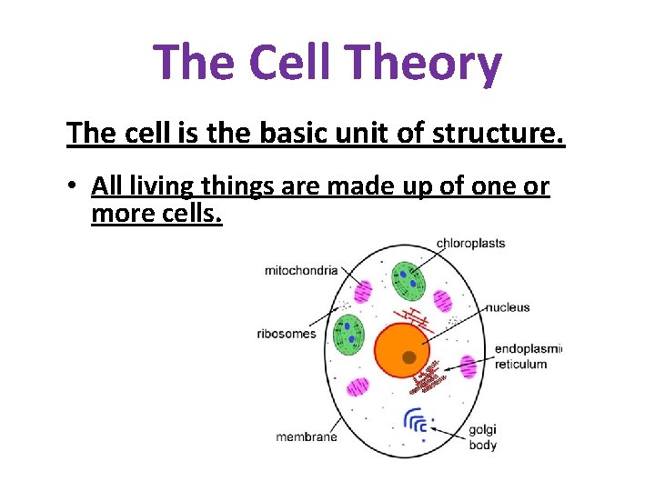 The Cell Theory The cell is the basic unit of structure. • All living