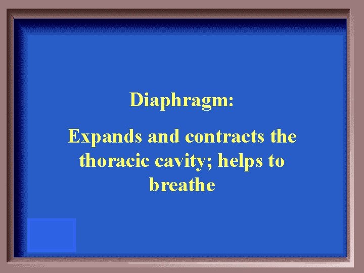 Diaphragm: Expands and contracts the thoracic cavity; helps to breathe 