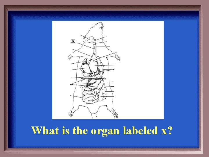 x What is the organ labeled x? 