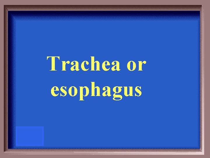 Trachea or esophagus 