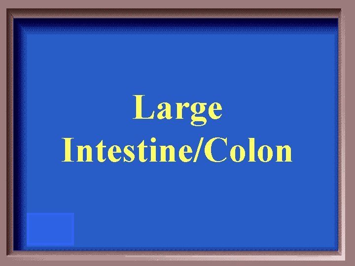 Large Intestine/Colon 
