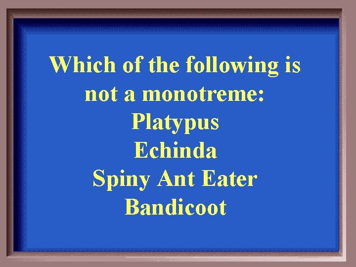 Which of the following is not a monotreme: Platypus Echinda Spiny Ant Eater Bandicoot