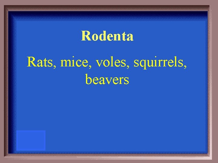 Rodenta Rats, mice, voles, squirrels, beavers 