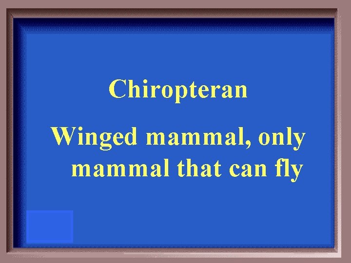 Chiropteran Winged mammal, only mammal that can fly 