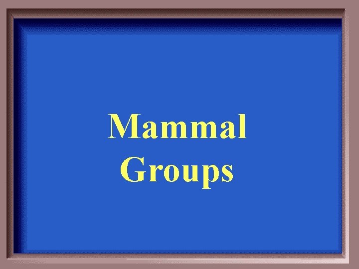 Mammal Groups 