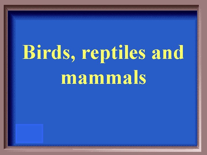 Birds, reptiles and mammals 