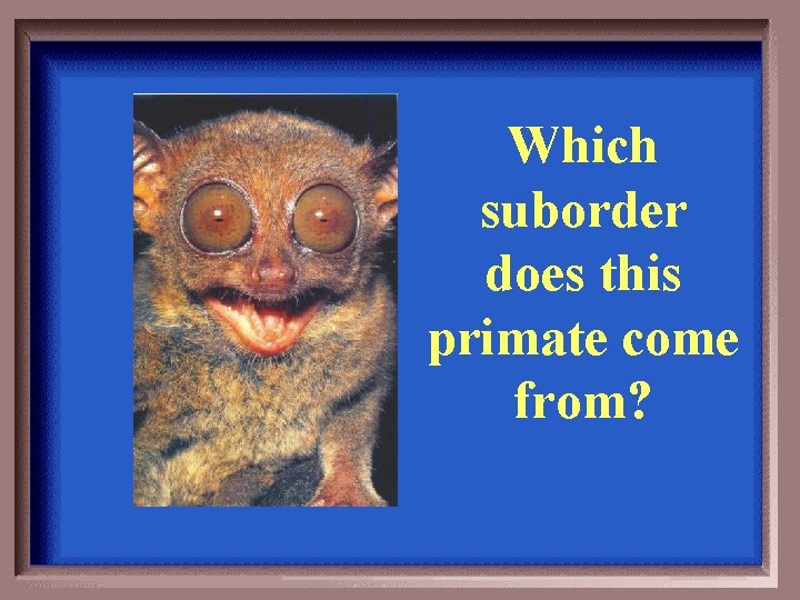 Which suborder does this primate come from? 