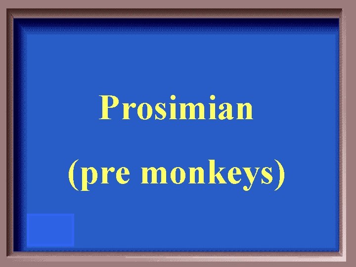 Prosimian (pre monkeys) 