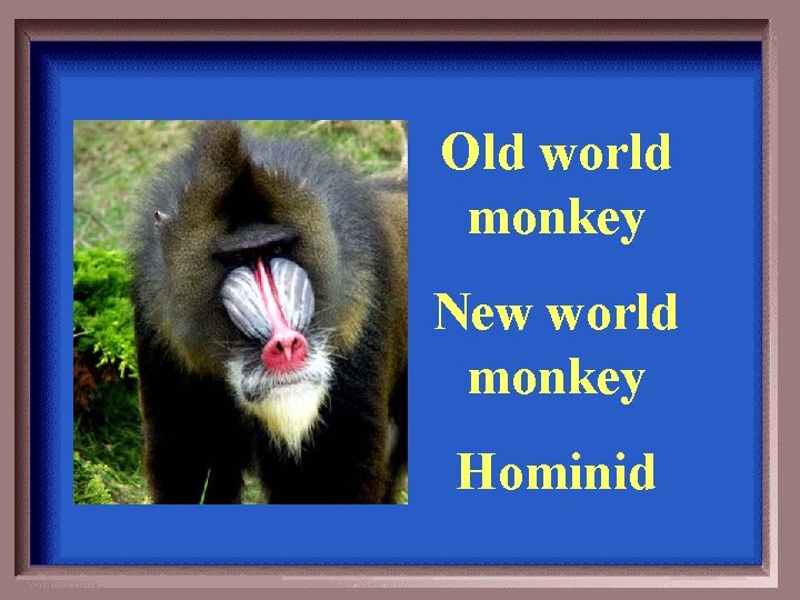 Old world monkey New world monkey Hominid 