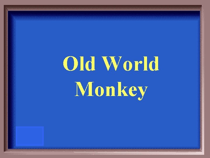 Old World Monkey 