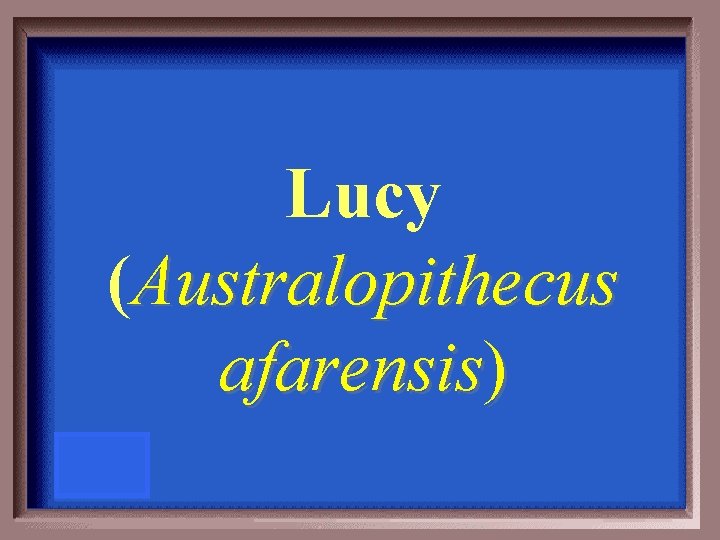 Lucy (Australopithecus afarensis) 