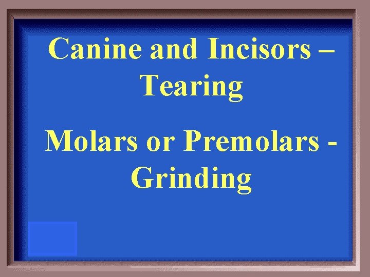 Canine and Incisors – Tearing Molars or Premolars Grinding 