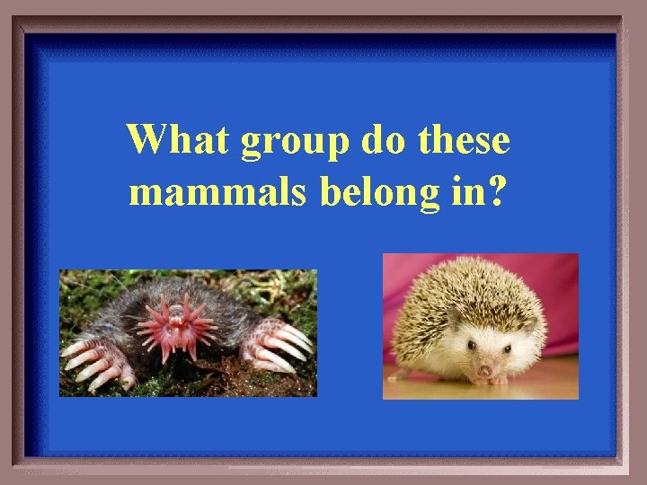 What group do these mammals belong in? 