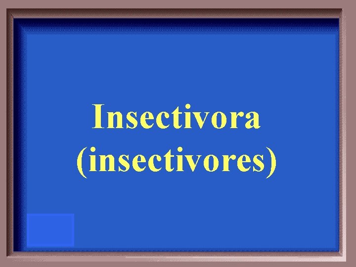 Insectivora (insectivores) 
