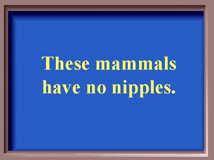 These mammals have no nipples. 
