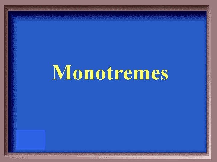 Monotremes 