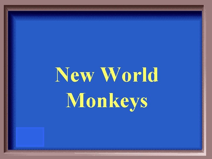 New World Monkeys 