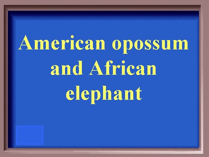 American opossum and African elephant 