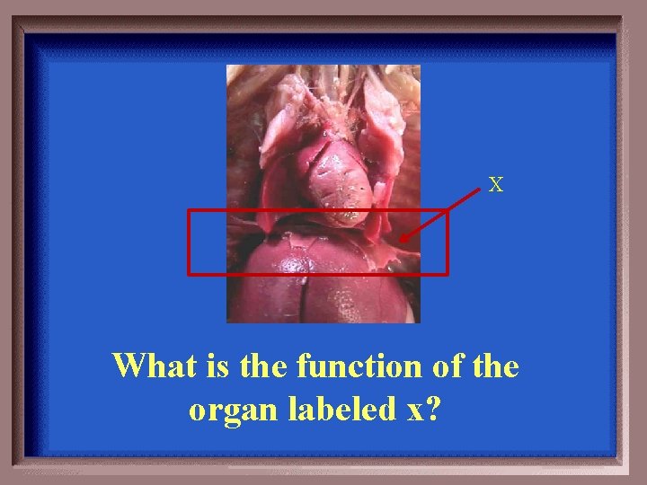 X What is the function of the organ labeled x? 