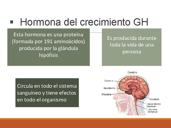 § Hormona del crecimiento GH Esta hormona es una proteína (formada por 191 aminoácidos)