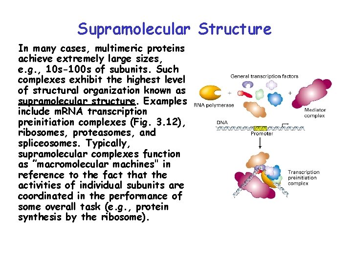 Supramolecular Structure In many cases, multimeric proteins achieve extremely large sizes, e. g. ,